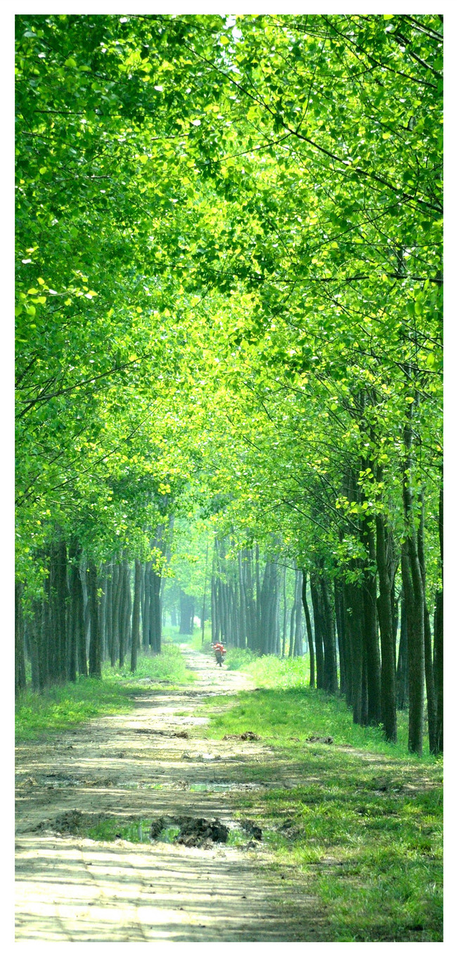 緑の森モバイル壁紙イメージ 背景 Id Prf画像フォーマットjpg Jp Lovepik Com