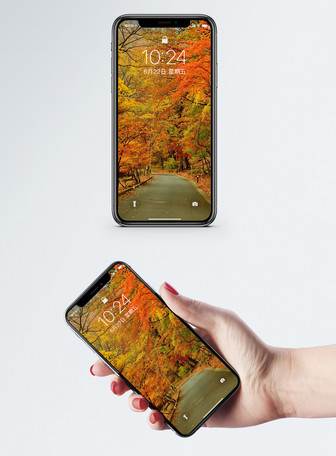 秋のキンセンカの携帯電話の壁紙イメージ 背景 Id Prf画像フォーマットjpg Jp Lovepik Com