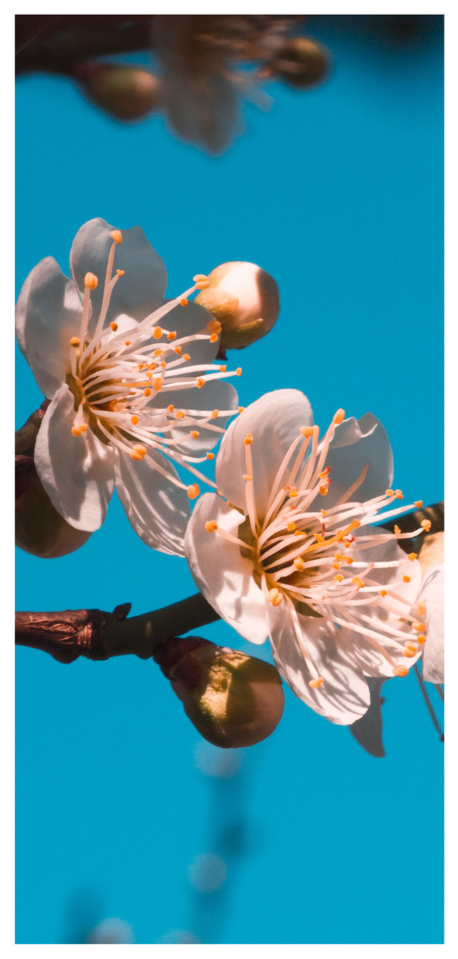 梅の花の携帯電話の壁紙イメージ 背景 Id Prf画像フォーマットjpg Jp Lovepik Com