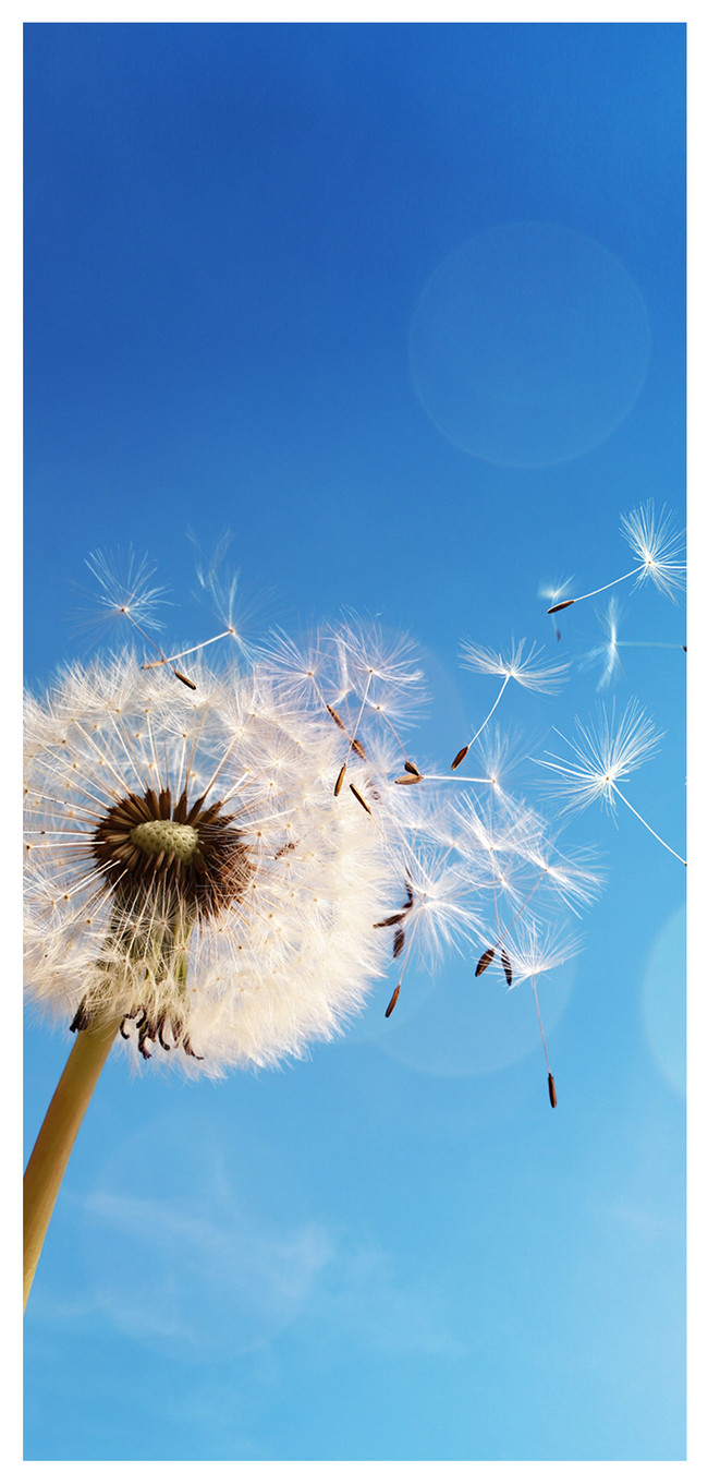 dandelion mobile wallpaper backgrounds images free download 400734923 lovepik com dandelion mobile wallpaper backgrounds