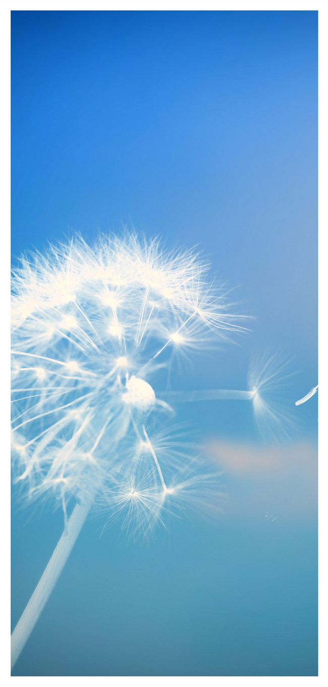 dandelion mobile wallpaper backgrounds images free download 400737605 lovepik com dandelion mobile wallpaper backgrounds