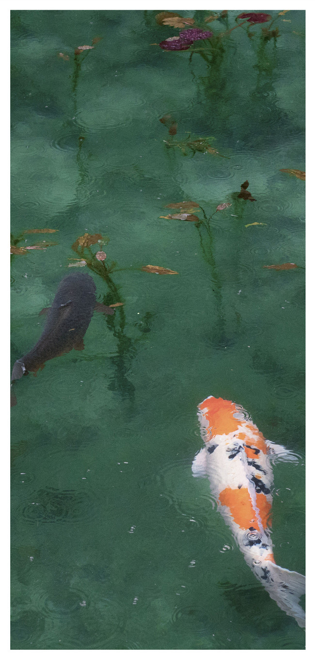 水中的錦鯉手機壁紙圖片素材 Jpg圖片尺寸1125 2436px 高清圖片 Zh Lovepik Com