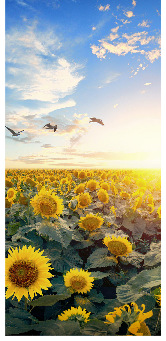 Wallpaper Ponsel Bunga Matahari Gambar Unduh Gratis Latar Belakang 400756655 Format Gambar Jpg Lovepik Com