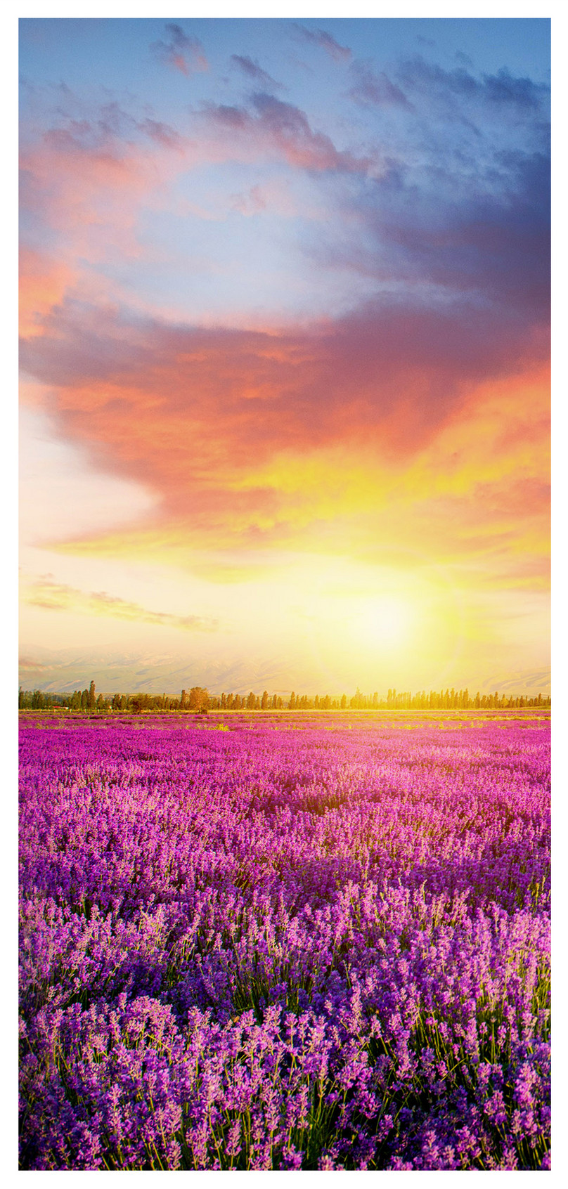 Lavender Mobile Wallpaper Backgrounds Images Free Download