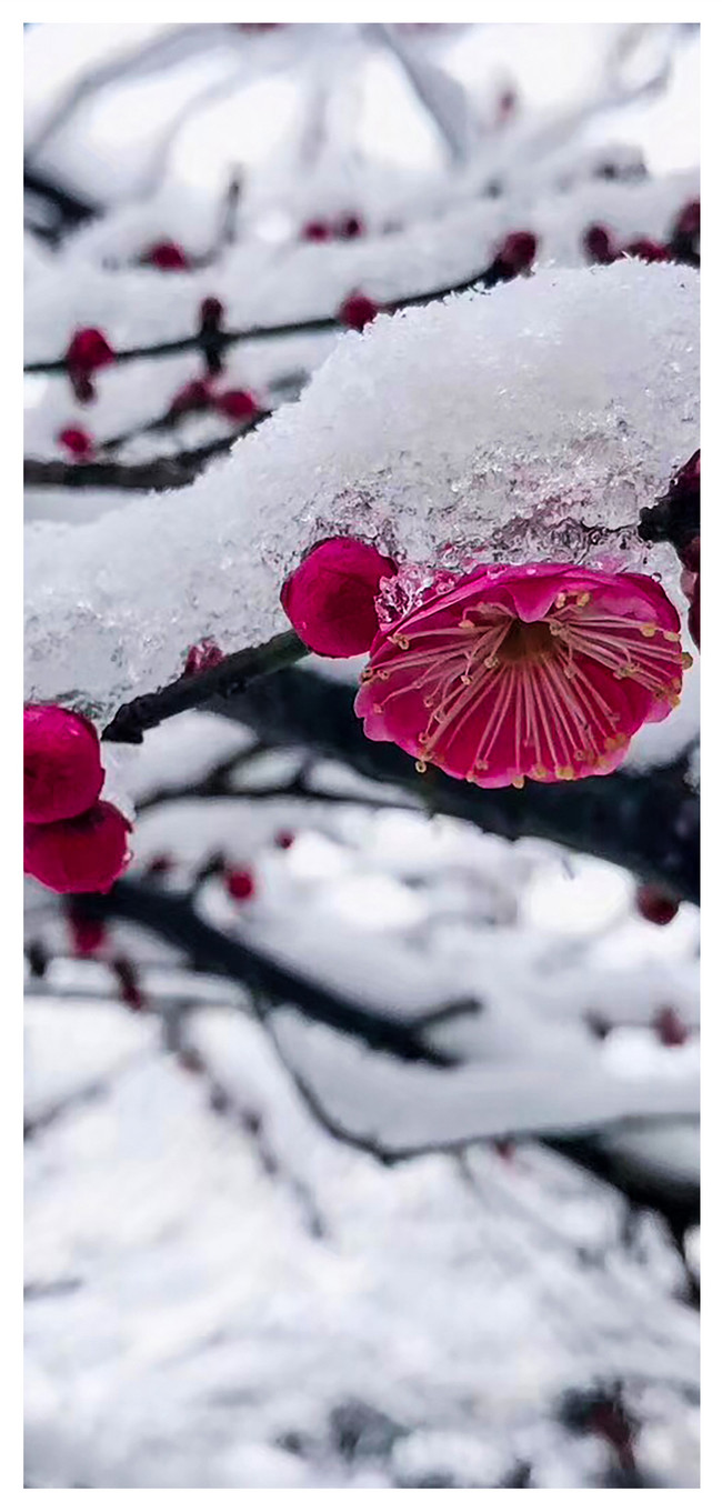雪梅の花の壁紙イメージ 背景 Id Prf画像フォーマットjpg Jp Lovepik Com