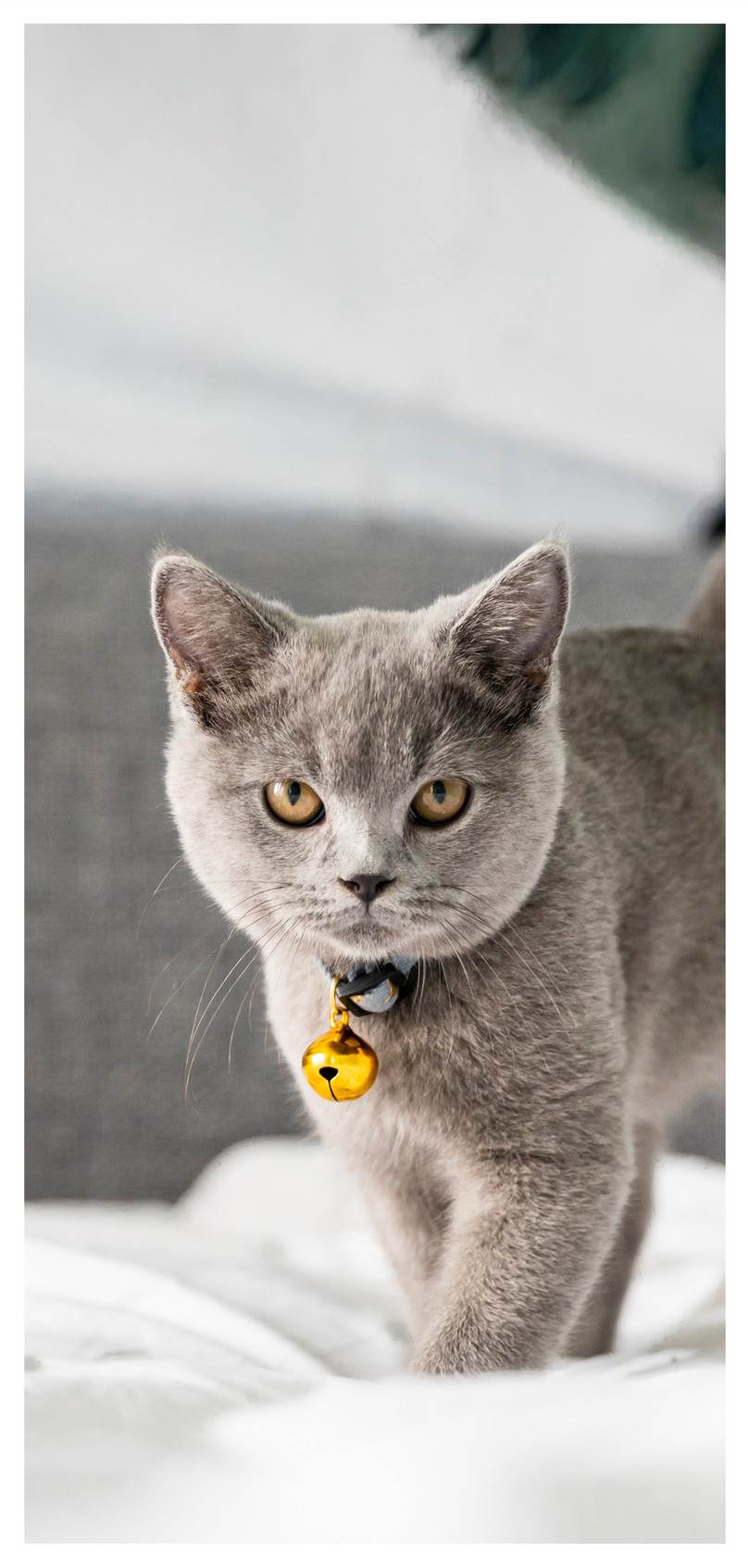 トップレート 壁紙 猫 ロシアンブルー