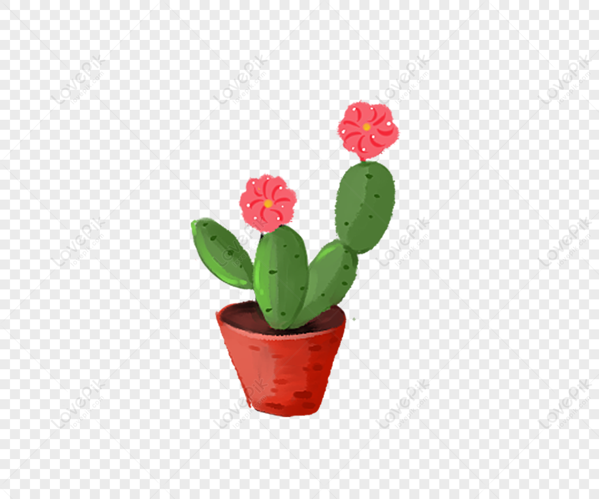 Cactus Flowers Images, HD Pictures For Free Vectors Download 