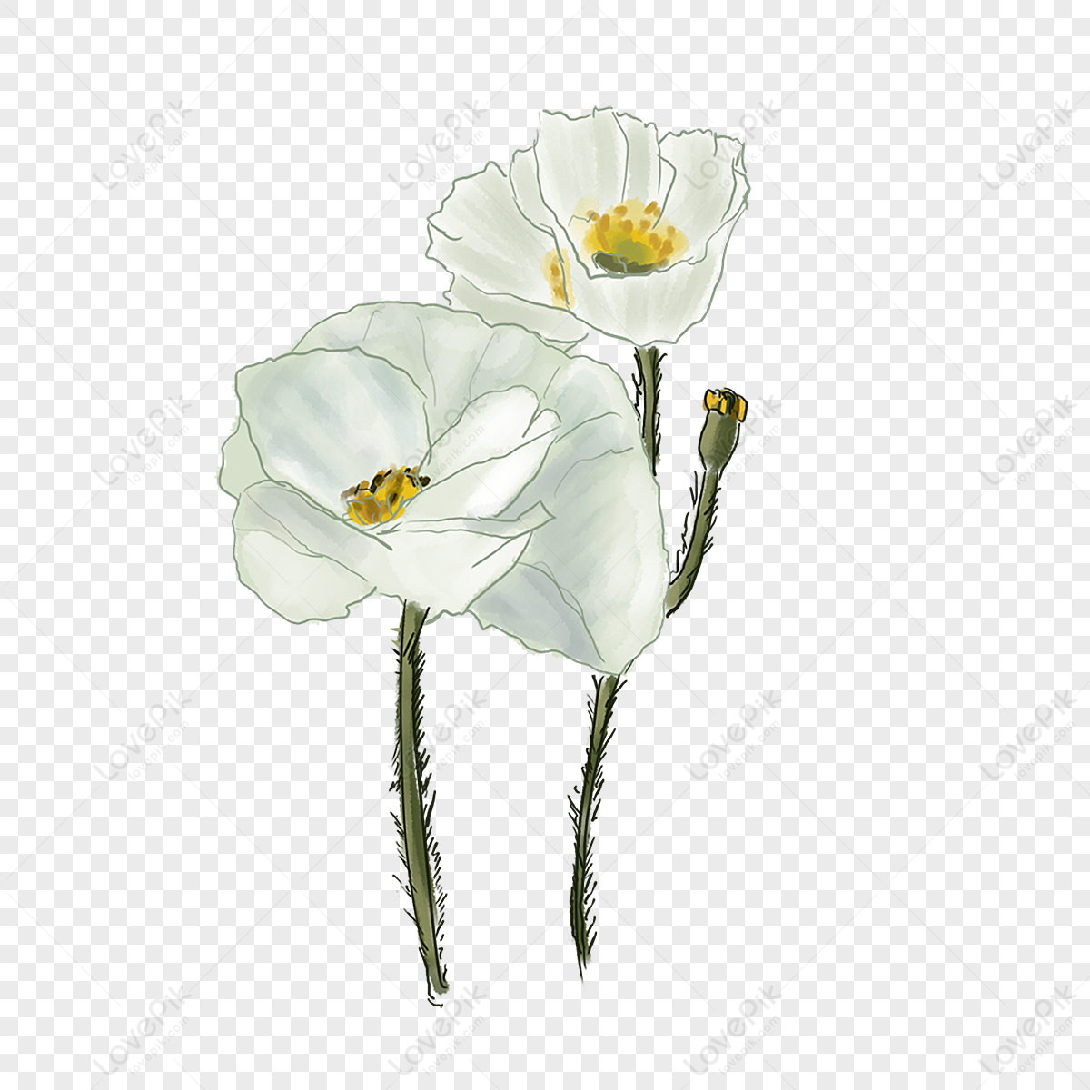 Flor Blanca PNG Imágenes Gratis - Lovepik