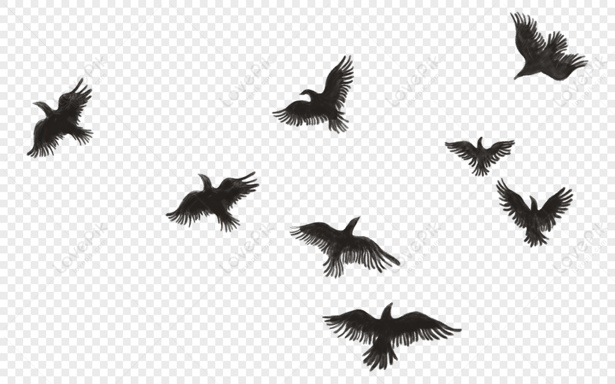 Opila Bird Vector, Bird Cartoon, Cute Bird, Monster Birds PNG and Vector  with Transparent Background for Free Download