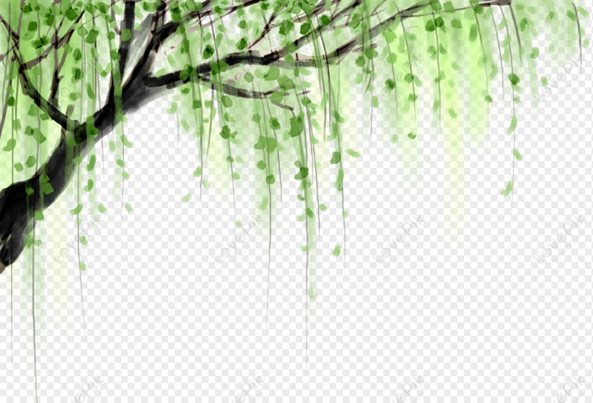 Willow Tree Images, HD Pictures For Free Vectors Download 