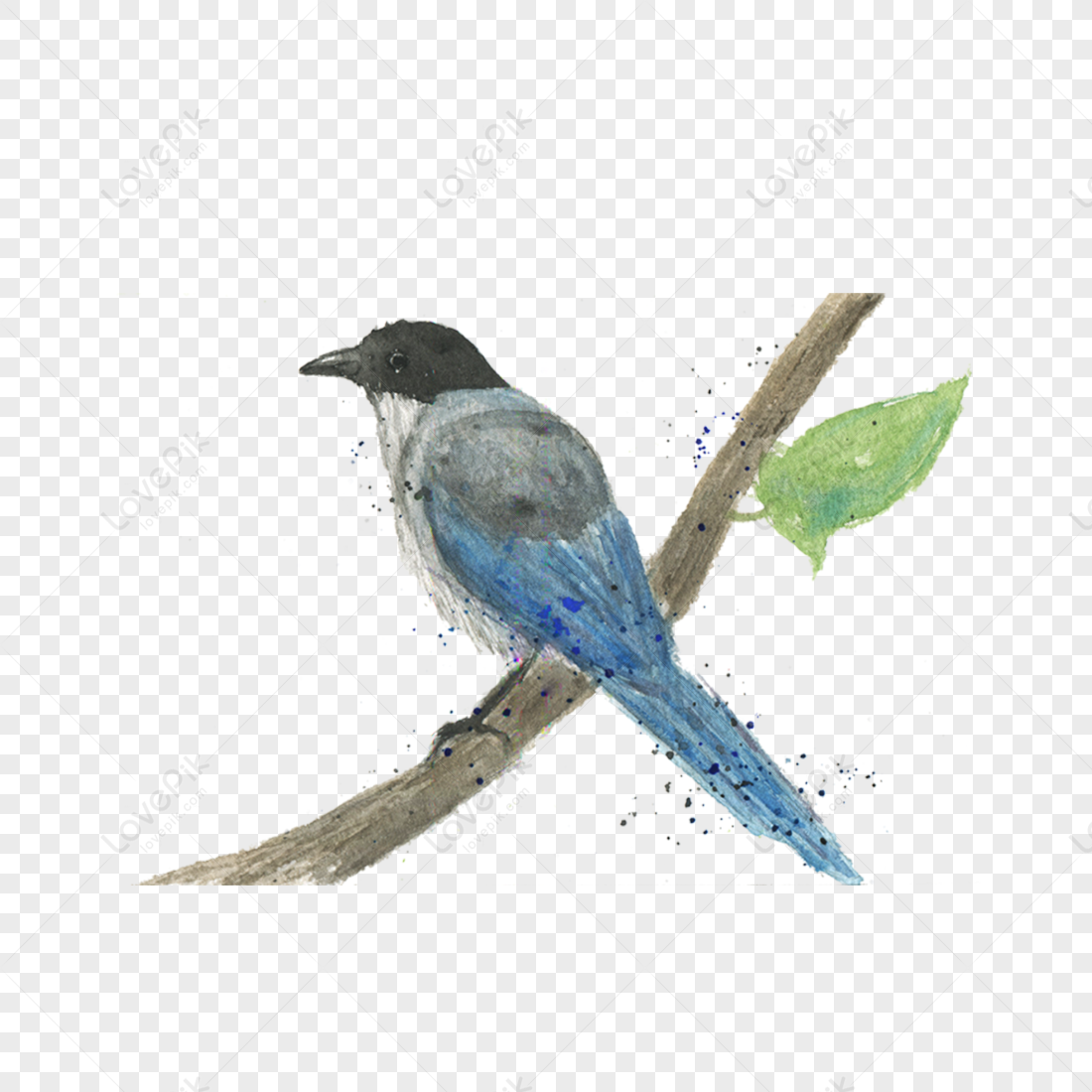 Pájaro Animado PNG Imágenes con Fondo Transparente | Descarga Gratuita en  