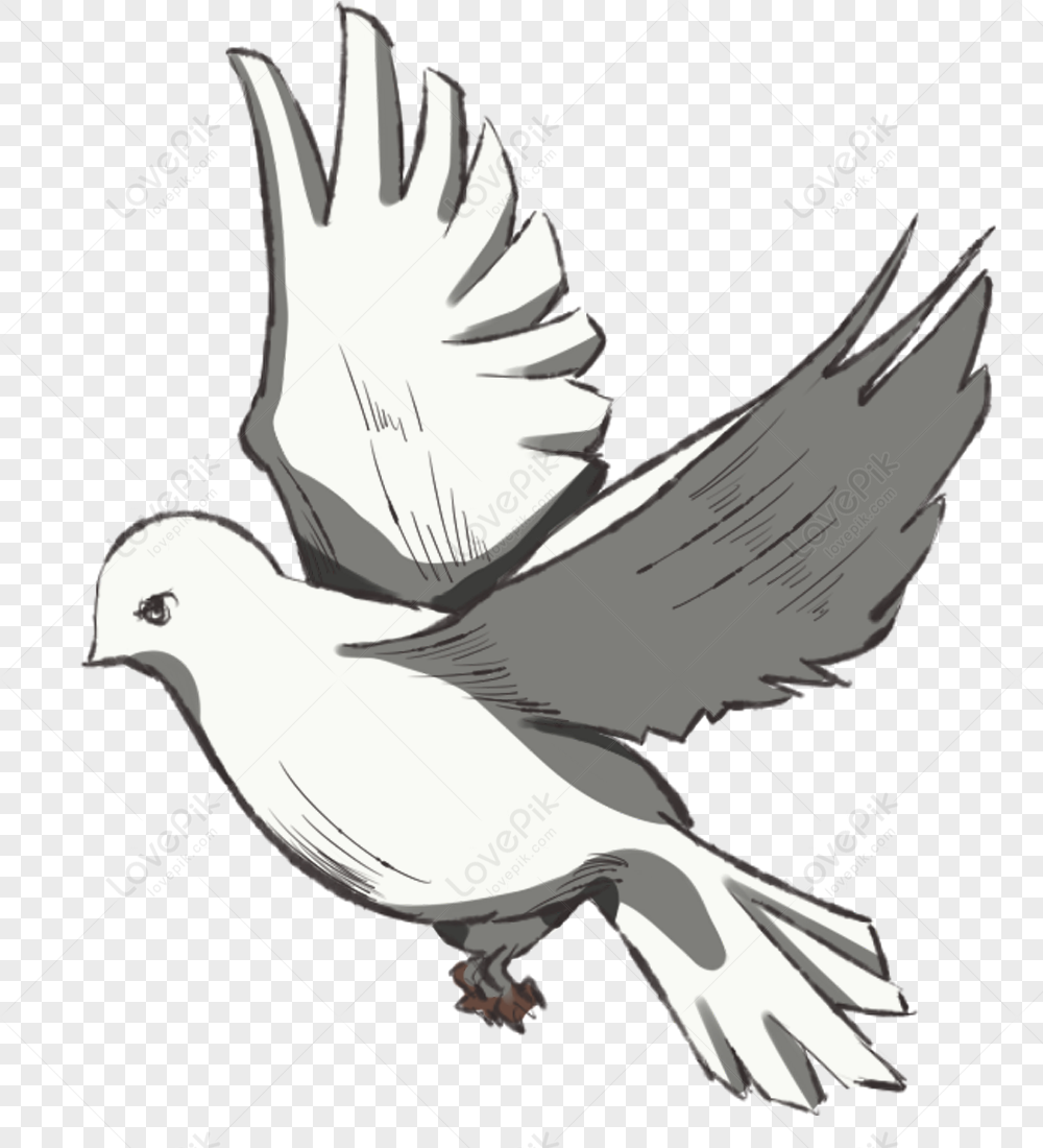 Dove pigeon bird sketch. Vector religious Easter symbol, wedding and peace  sign Stock Vector Image & Art - Alamy