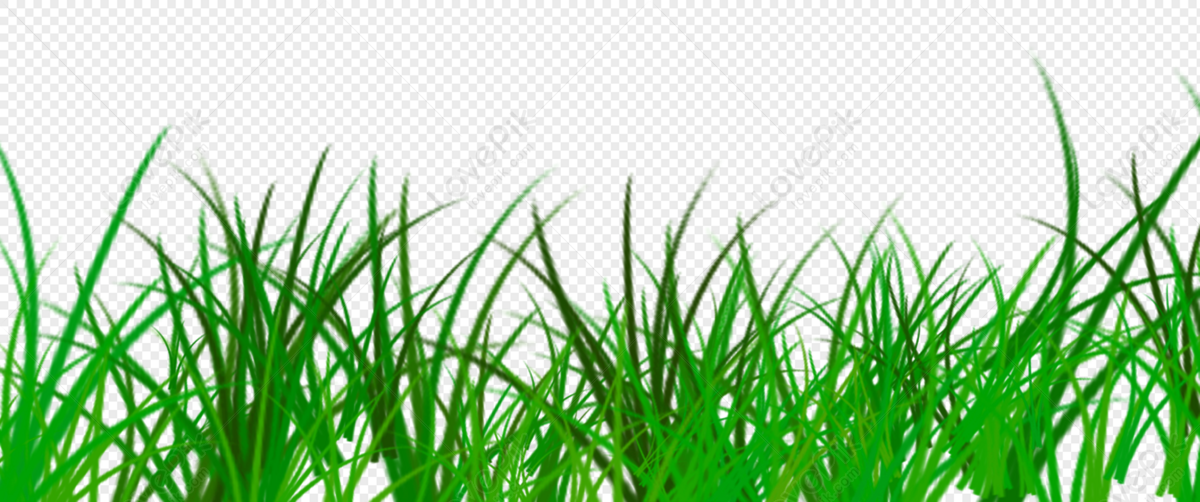 Photo de Herbe Verte, herbe transparente, bouillon vert, ivraie Graphique  images free download - Lovepik
