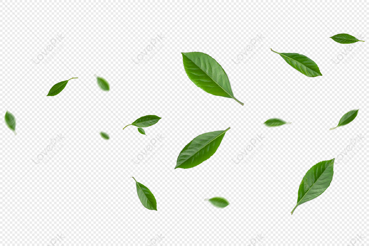 Green leaves, hand painting, leaves, flying leaves png white transparent