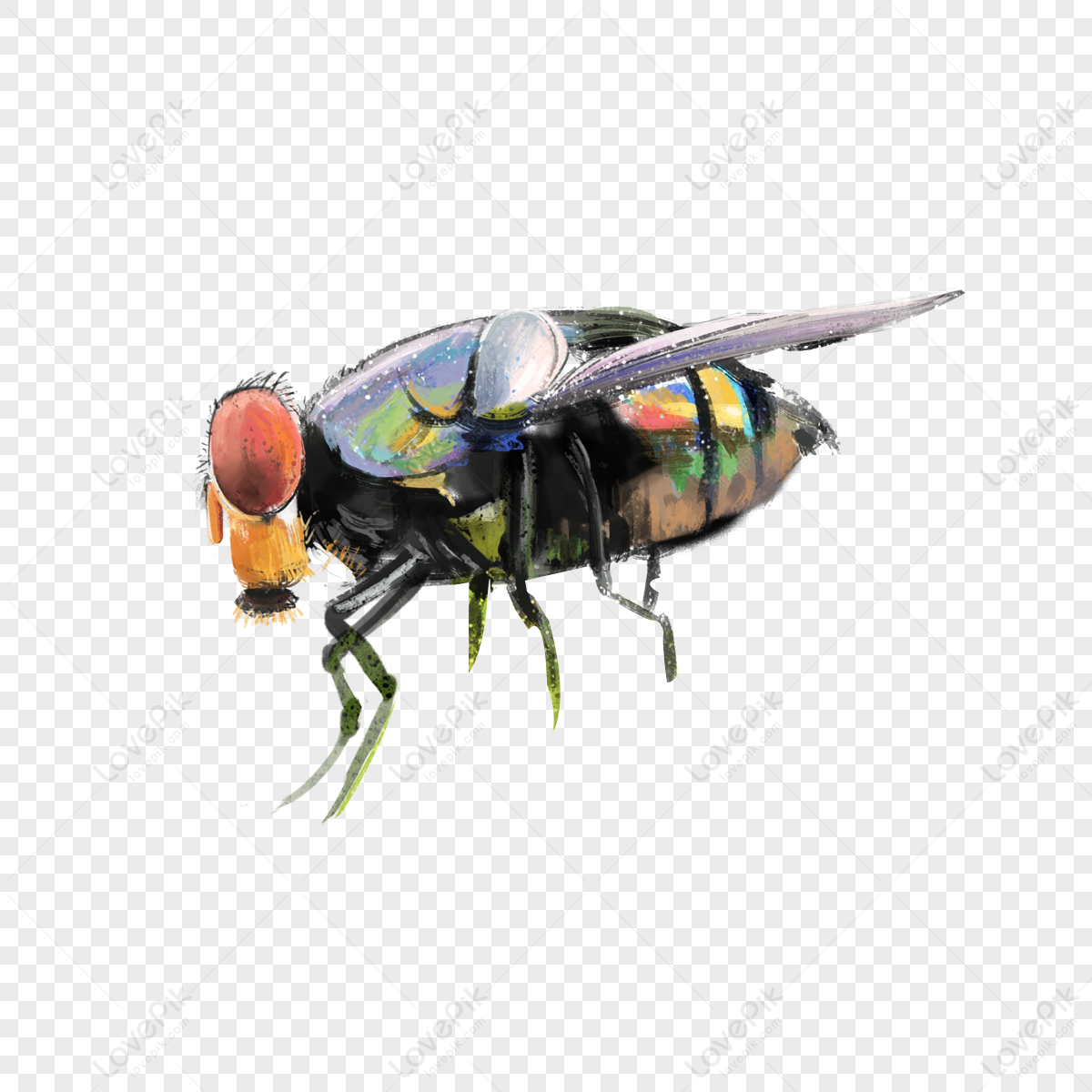 Hãy chiêm ngưỡng hình ảnh về con ruồi đầy sinh động và tuyệt vời này. Bạn sẽ khám phá được vẻ đẹp của những cánh đuôi mảnh mai, sắc màu rực rỡ trên đôi cánh con ruồi cũng như sự tinh tế trong từng chi tiết của chúng.