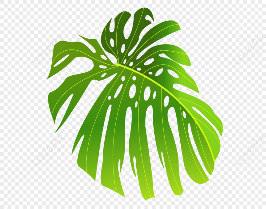 Plant Leaves, Fern Leaf, Green Leaf, Material PNG Transparent ...