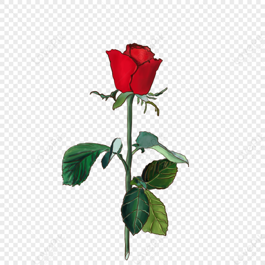 Rose, Romantic Rose, Red Rose, Rose Transparent PNG Free Download And ...