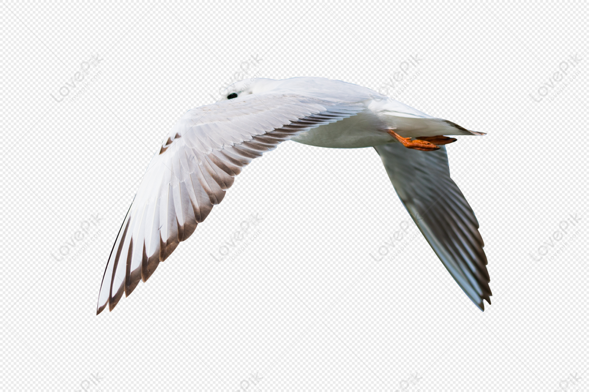 Seagull Material, Material, Stern, Creative Material PNG Picture And ...