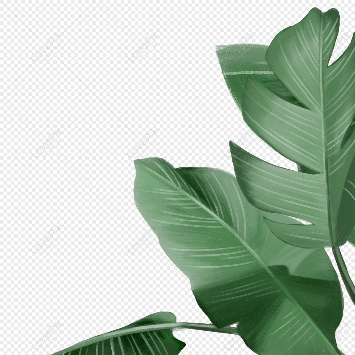 Tropical leaves, branches and leaves, hand painting, leaves png transparent background