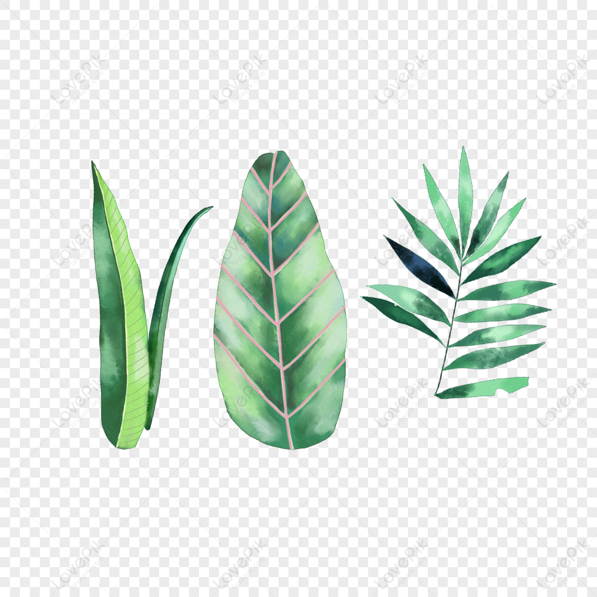Hình ảnh Vegetation Of The Leaf PNG Miễn Phí Tải Về - Lovepik