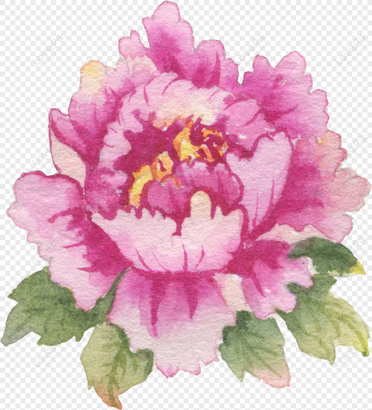 Watercolor Of National Flower Peony Flower PNG Transparent And Clipart  Image For Free Download - Lovepik | 400264376