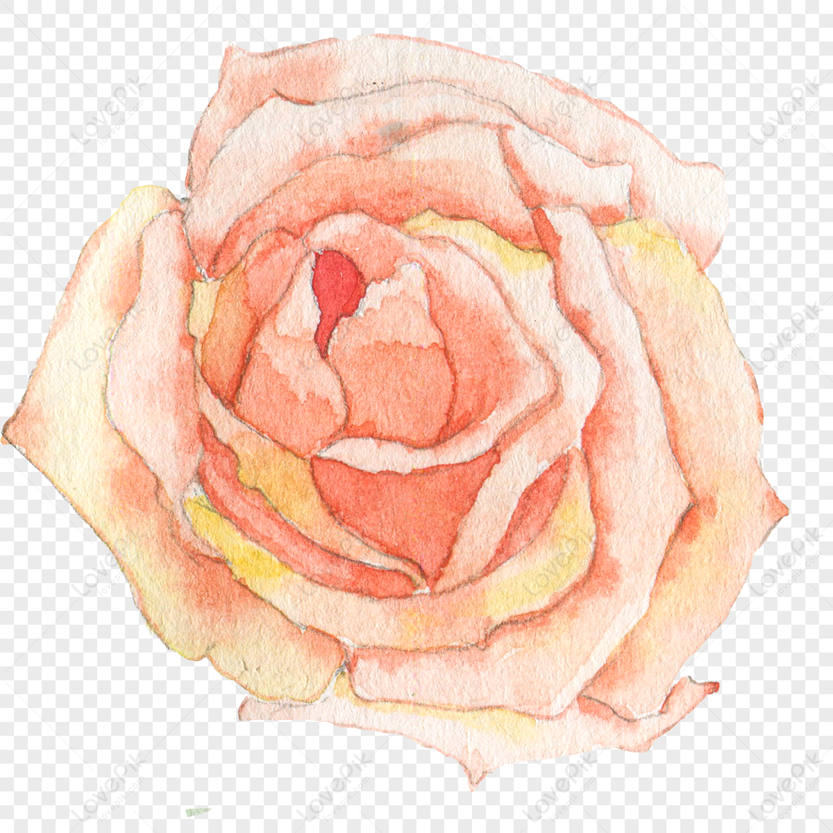 Rosa Acuarela PNG Imágenes Gratis - Lovepik