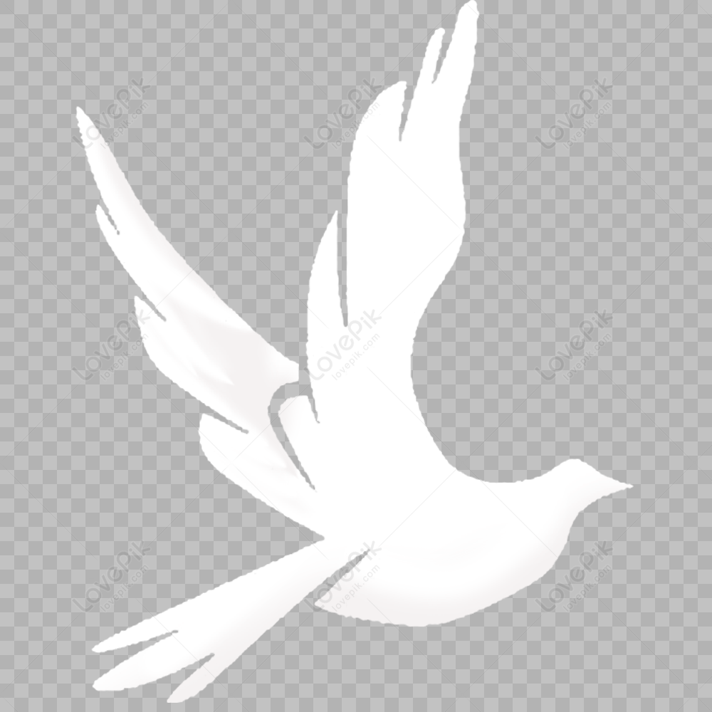 white-dove-dove-sketch-carrier-pigeon-material-png-free-download-and