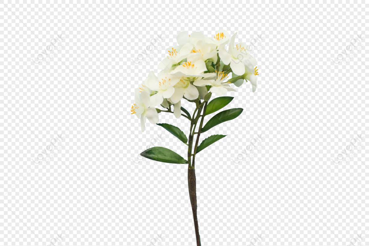 Ramo De Flores Blancas PNG Imágenes Gratis - Lovepik