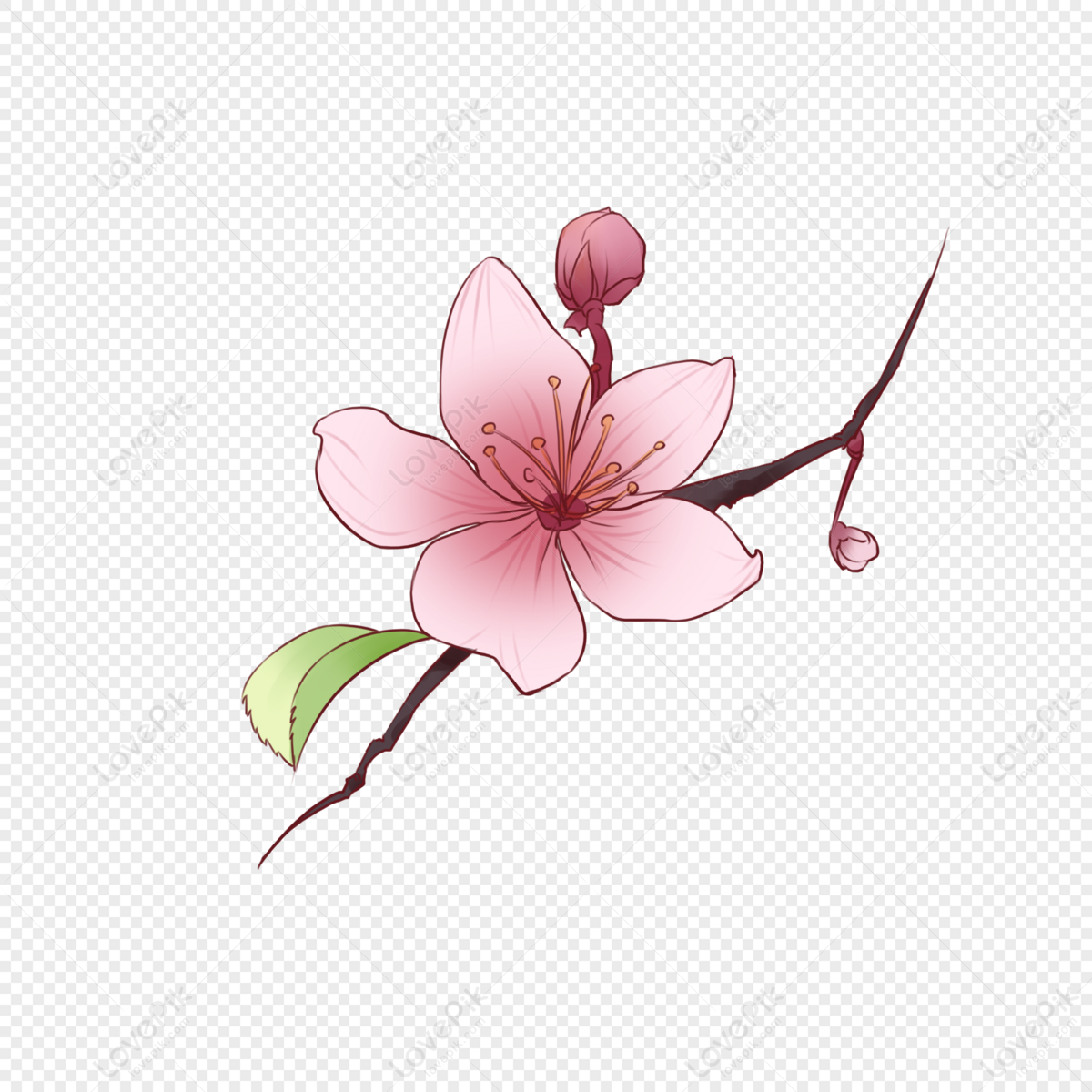 A Peach Blossom Free PNG And Clipart Image For Free Download ...