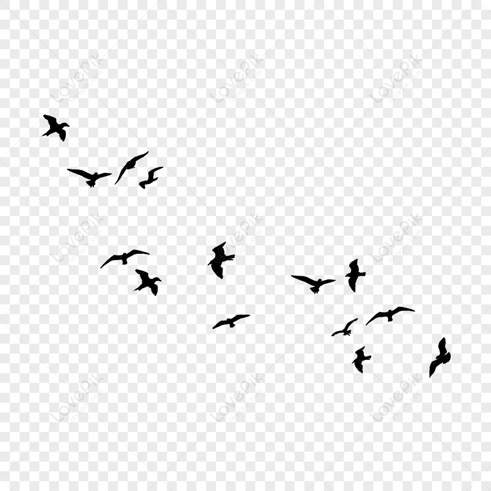 Bird Group, Colorful Birds, Group, Geese PNG White Transparent And ...