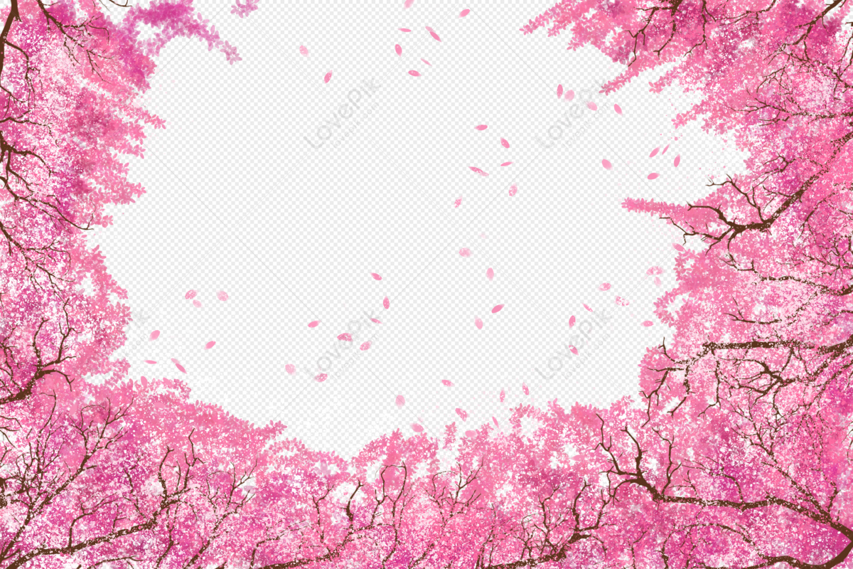 Fiore Di Ciliegio PNG Immagine Gratis | Grafica download su Lovepik |  400995953