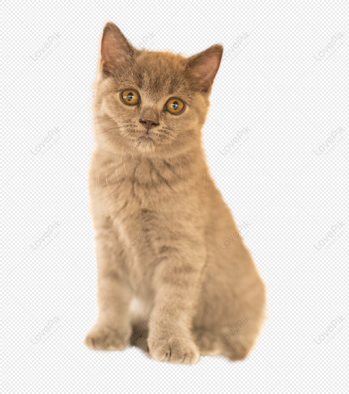 Cat PNG Images With Transparent Background | Free Download On Lovepik
