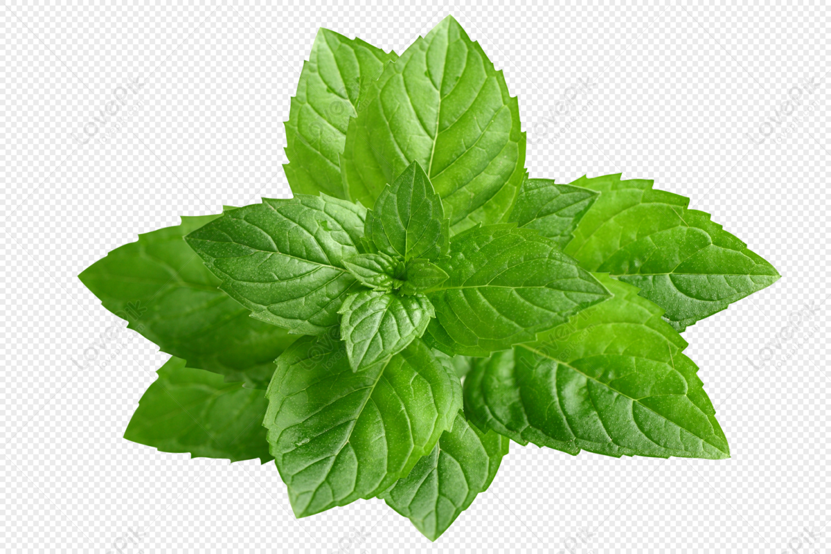 Mint Leaves - Mint Leaf PNG Transparent With Clear Background ID 168451 png  - Free PNG Images