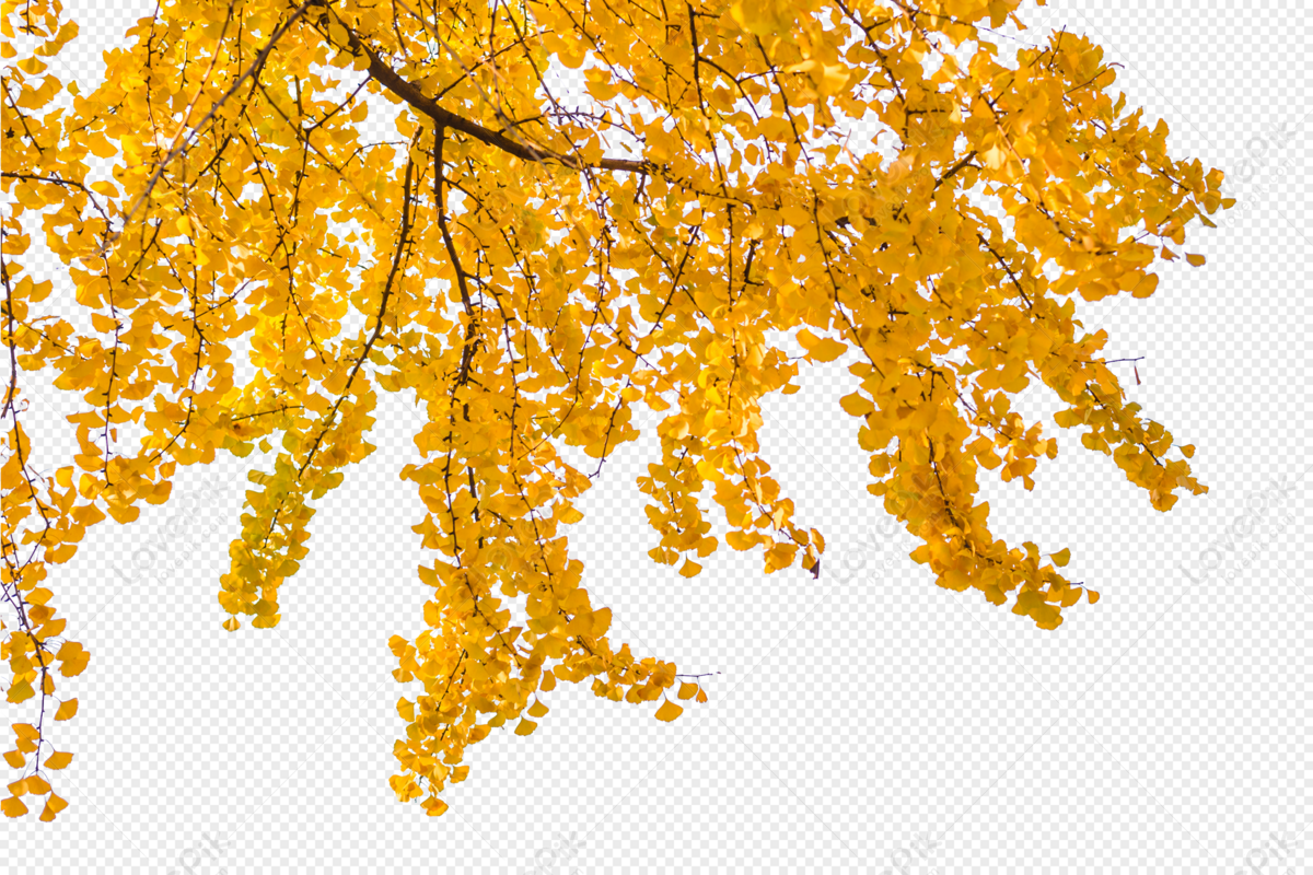 Effects Of Plant Leaves And Branches PNG Picture And Clipart Image For Free  Download - Lovepik | 400906345
