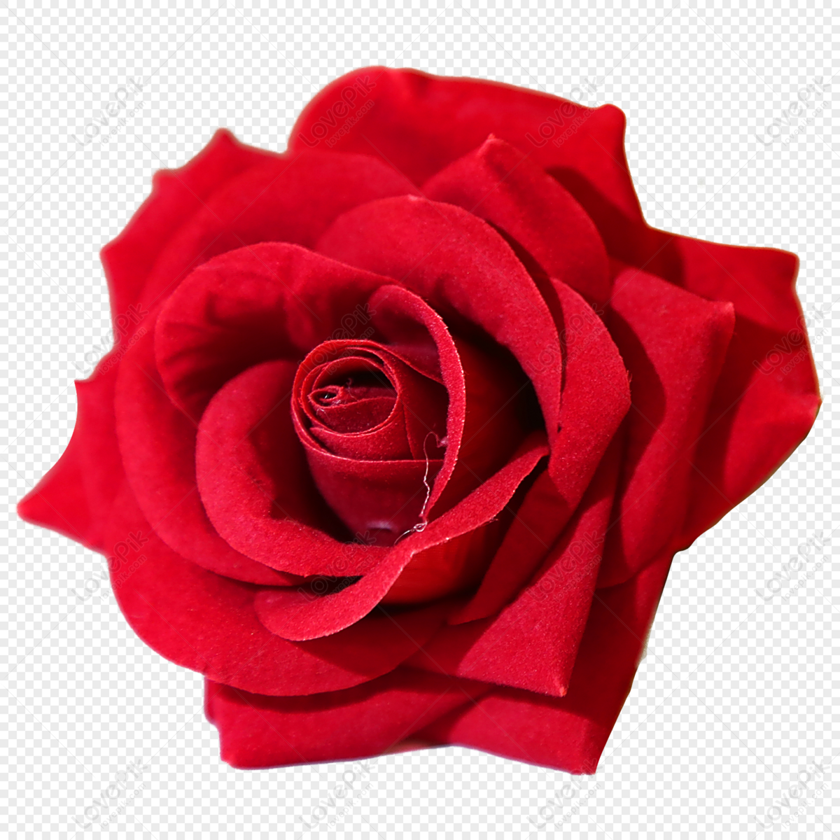 Hoa hồng là biểu tượng cho tình yêu lãng mạn, vẻ đẹp kiêu sa và quyến rũ. Hãy chiêm ngưỡng những bông hoa hồng cực kỳ tinh xảo, với những màu sắc tươi sáng và hương thơm đặc trưng được thu hút bởi những người yêu thích sự lãng mạn và quyến rũ.