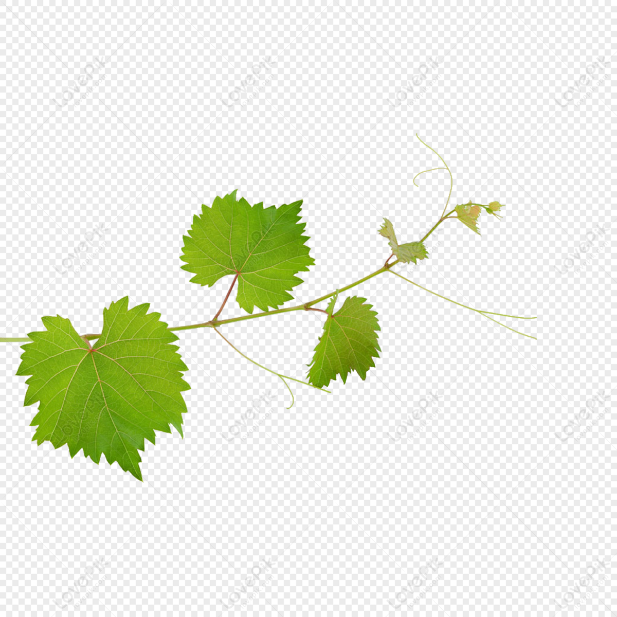 Grape Leaves Drawing - HelloArtsy