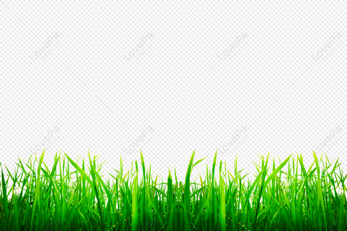 Grassland, Grass Transparent, Grass Green, Fresh PNG Transparent ...