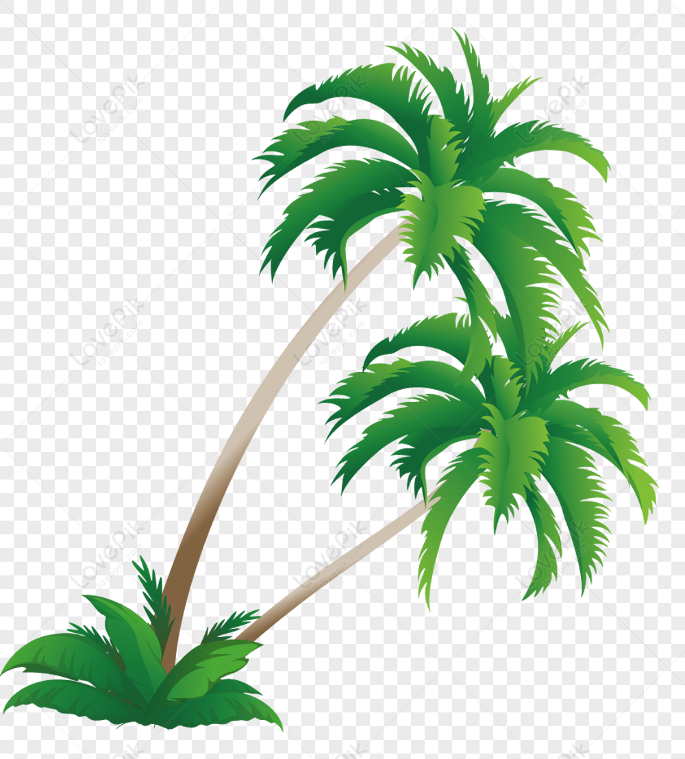 Coconut Tree Png Picture - Coconut Tree Transparent Png, Png Download -  kindpng
