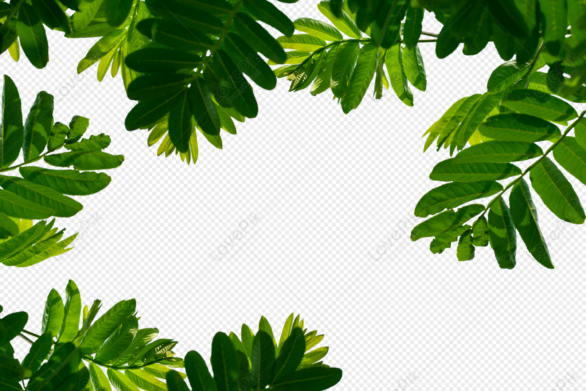Árvores E Arbustos Dos Desenhos Animados Plantas Verdes Com As
