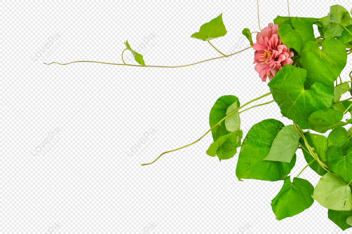 Green Leaves, Green Minimalist, Green Pot, Flowers Green PNG Image And ...