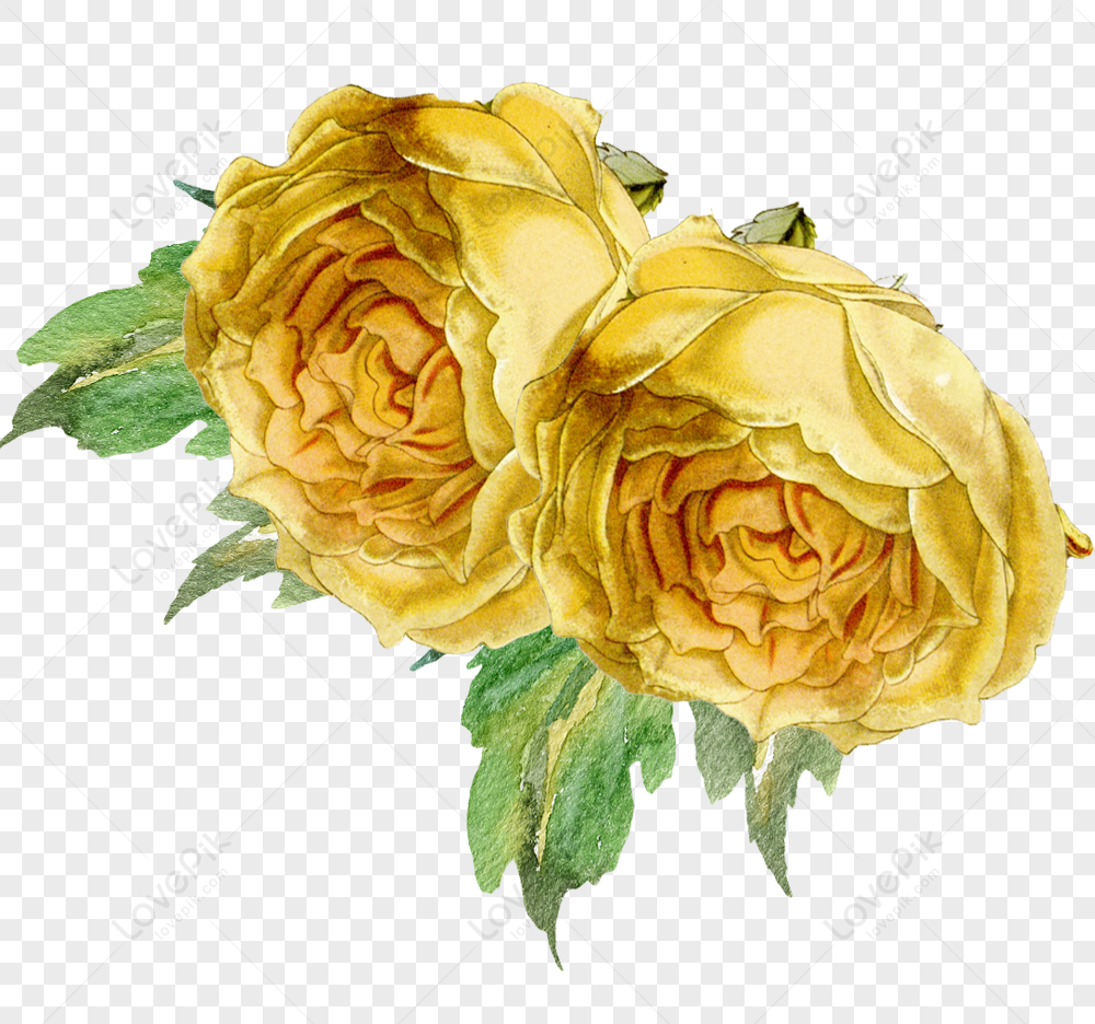 Flores Amarillas Dibujadas A Mano PNG Imágenes Gratis - Lovepik