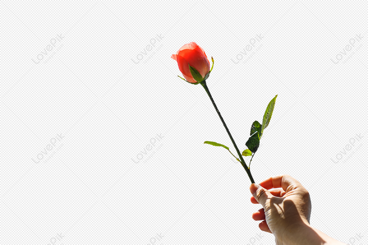 Hoa hồng trong tay PNG là hình ảnh đầy cảm hứng và lãng mạn. Với độ phân giải cao và đầu tư màu sắc đẹp mắt, hình ảnh này sẽ khiến bạn cảm thấy như đang cầm trên tay những cánh hoa hồng thật sự. Hãy chiêm ngưỡng và cảm nhận những cảm xúc đẹp trong hình ảnh này.