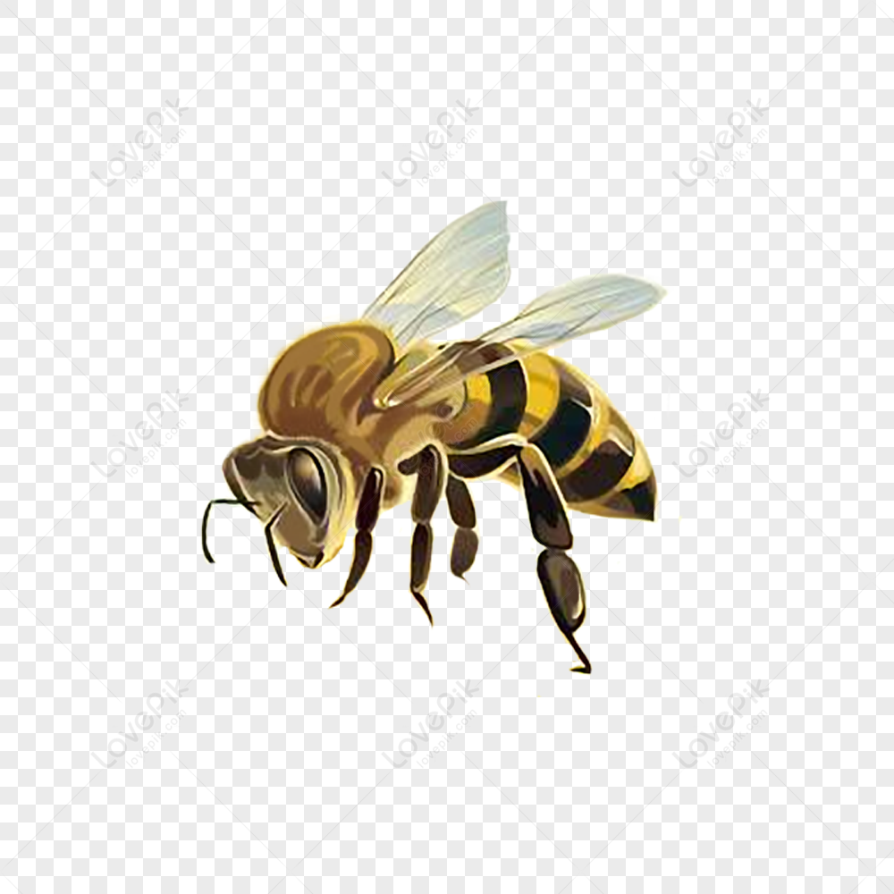 Hình ảnh tuyệt vời về loài ong