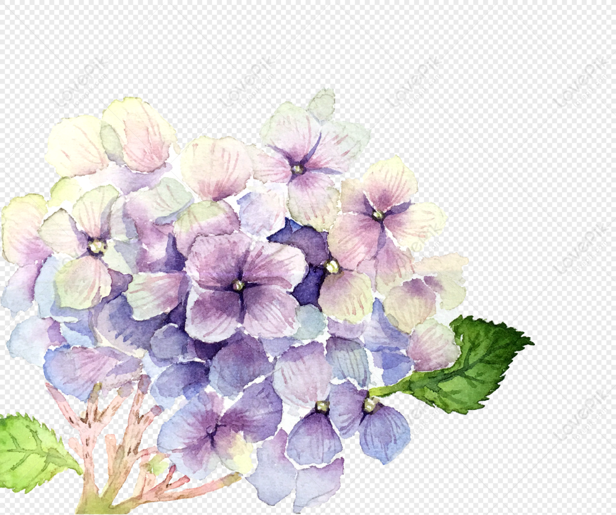 Với tấm ảnh hoa cẩm tú cầu PNG, bạn sẽ thấy được tất cả đường nét và chi tiết của loài hoa này. Hình ảnh rõ nét, sắc nét sẽ giúp bạn cảm nhận được đẹp của hoa cẩm tú cầu một cách trọn vẹn nhất.