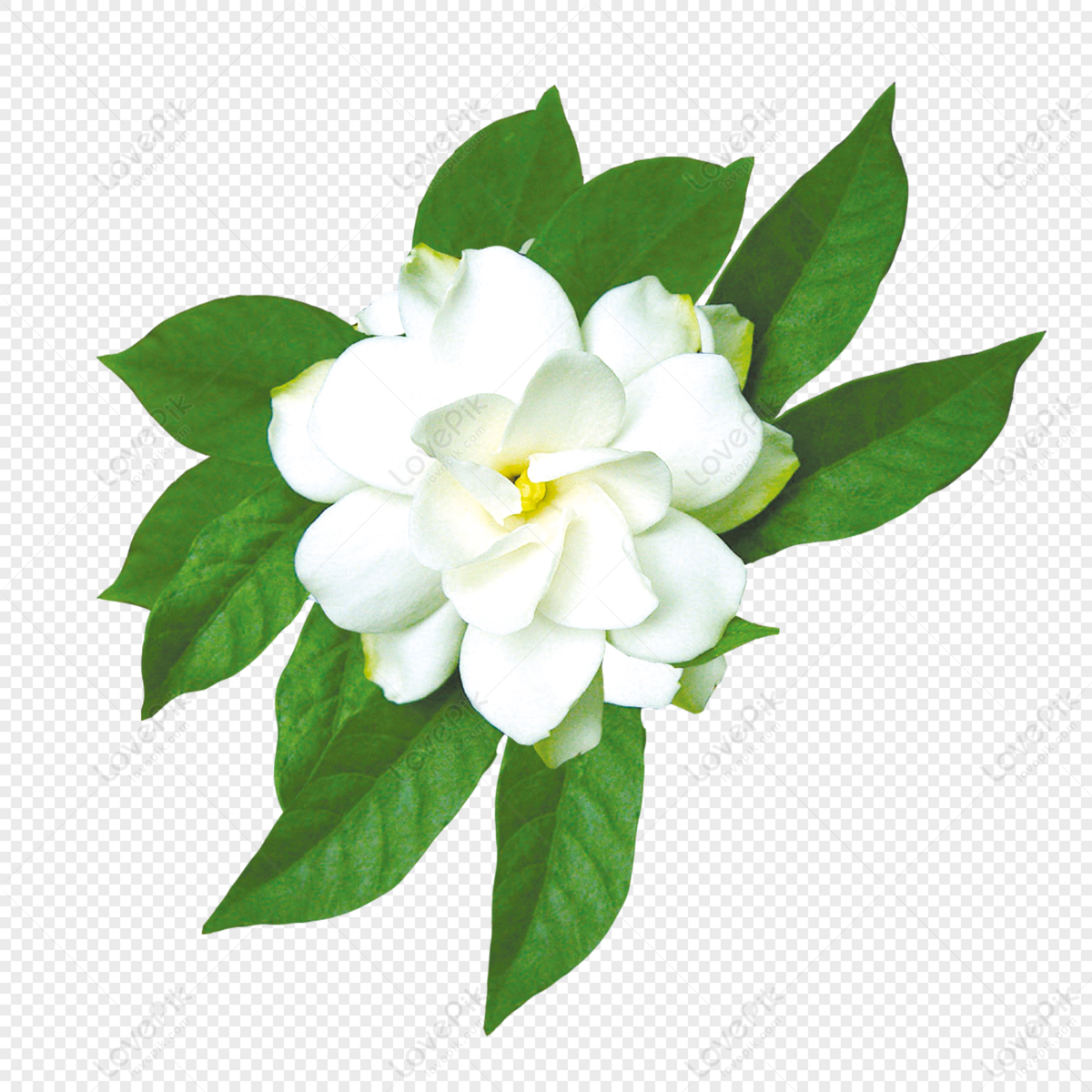 Pastel Drawing of White Jasmine Flower · Creative Fabrica