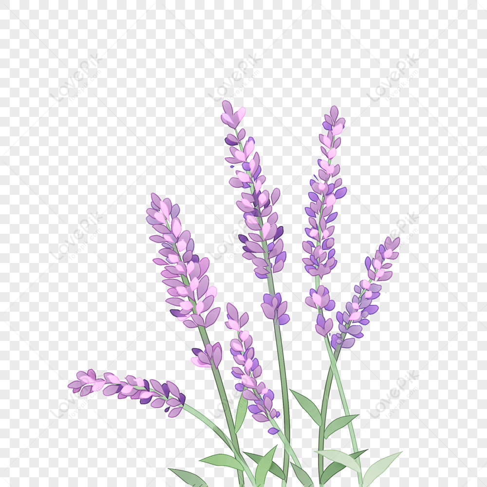 Lavender Background png download - 801*976 - Free Transparent Bonzibuddy  png Download. - CleanPNG / KissPNG