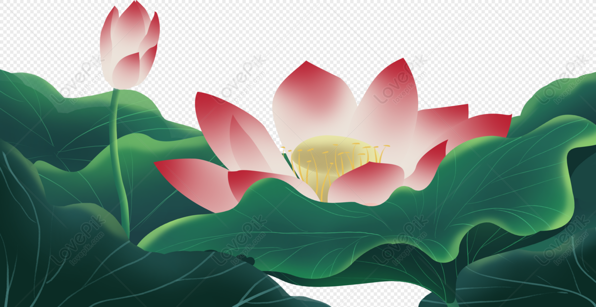 Hình ảnh Lotus Nền Trang Trí PNG Miễn Phí Tải Về - Lovepik