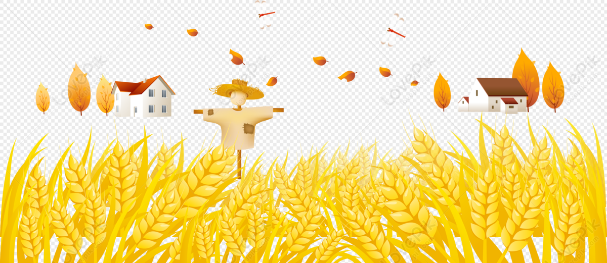 Paddy Field PNG Images With Transparent Background | Free Download On  Lovepik