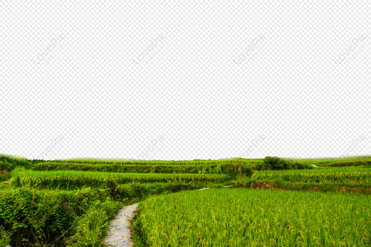Hình ảnh Cánh đồng Lúa PNG Miễn Phí Tải Về - Lovepik