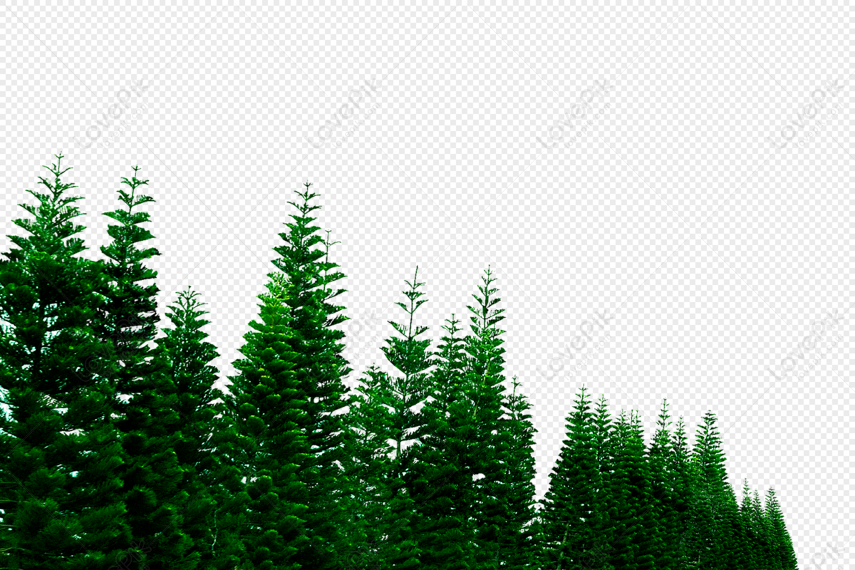 Pine forest, tree, pine forests, forest png image